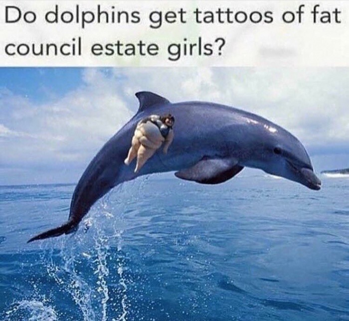 dolphin memes - Do dolphins get tattoos of fat council estate girls?