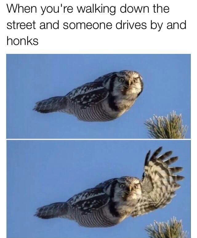 hi there meme - When you're walking down the street and someone drives by and honks