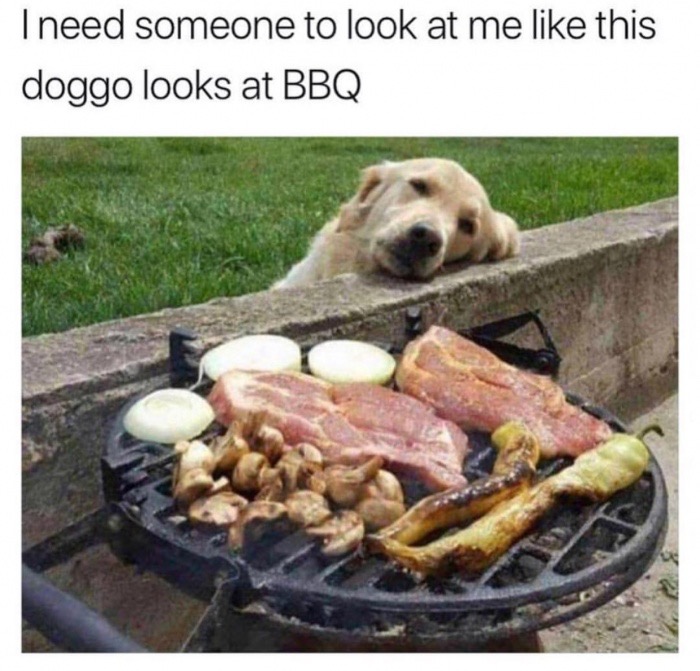 intermittent fasting meme - I need someone to look at me this doggo looks at Bbq