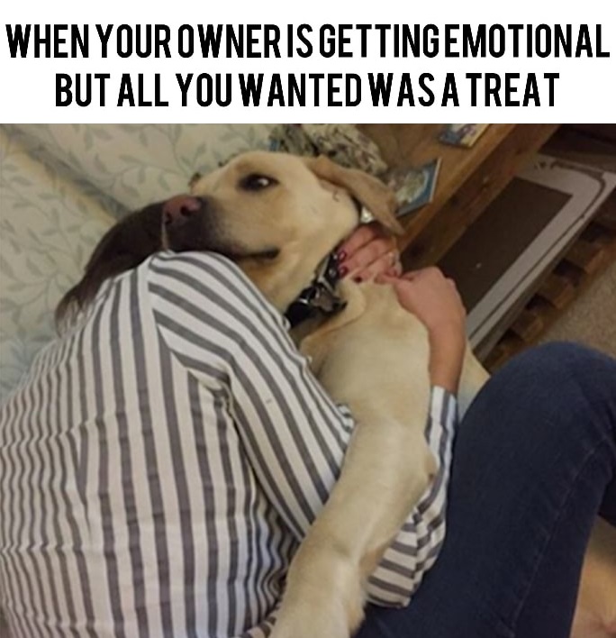 funny memes about karen - When Your Owneris Getting Emotional But All You Wanted Was A Treat