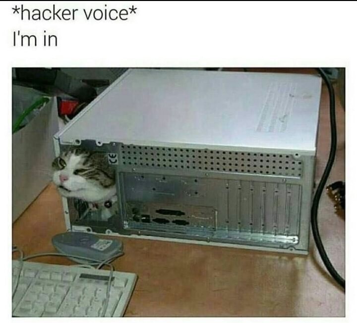 meme stream - hacker voice i m in cat - hacker voice I'm in