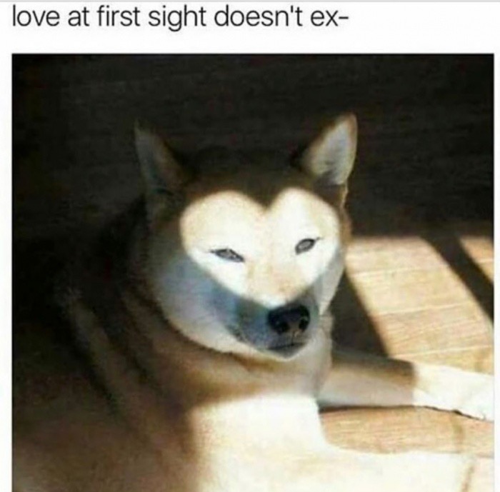 meme stream - animal dank memes - love at first sight doesn't ex