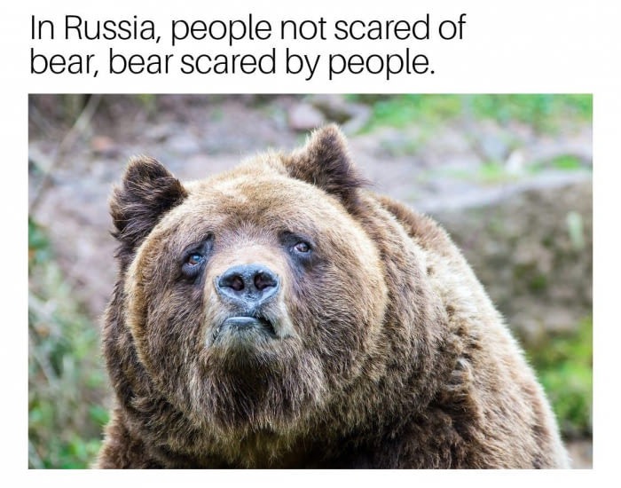 meme stream - sad bear - In Russia, people not scared of bear, bear scared by people.