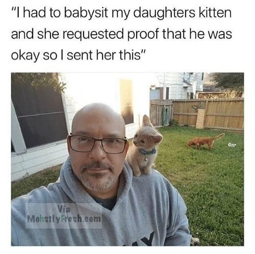 memes  - guaranteed to make you laugh - "I had to babysit my daughters kitten and she requested proof that he was okay so I sent her this" Mohstly Fresh.com