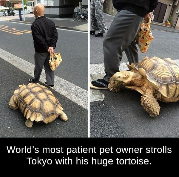 memes  - man walking tortoise - World's most patient pet owner strolls Tokyo with his huge tortoise.