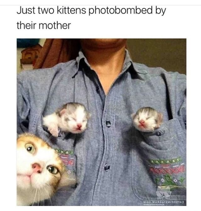 memes  - cat memes that will make you laugh - Just two kittens photobombed by their mother Mos Maldatzminolta