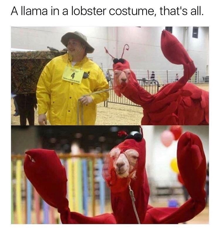 memes  - llama in a lobster costume - Allama in a lobster costume, that's all.