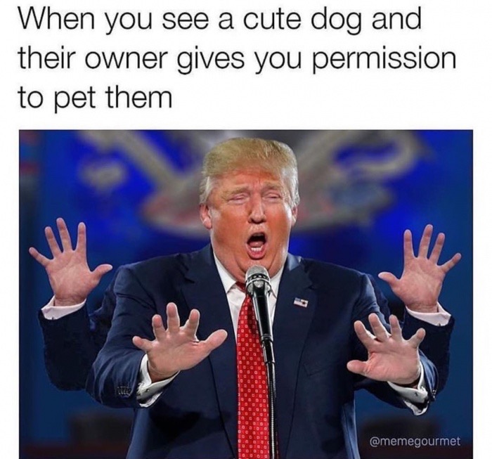 memes - you see a cute dog meme - When you see a cute dog and their owner gives you permission to pet them