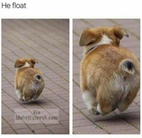 dank meme animal memes - He float Via Mohstly fresh.com
