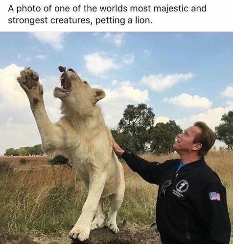 memes - arnold schwarzenegger south africa meme - A photo of one of the worlds most majestic and strongest creatures, petting a lion.