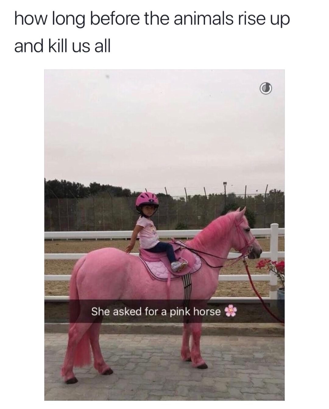 memes - how long before the animals rise up and kill us all She asked for a pink horse
