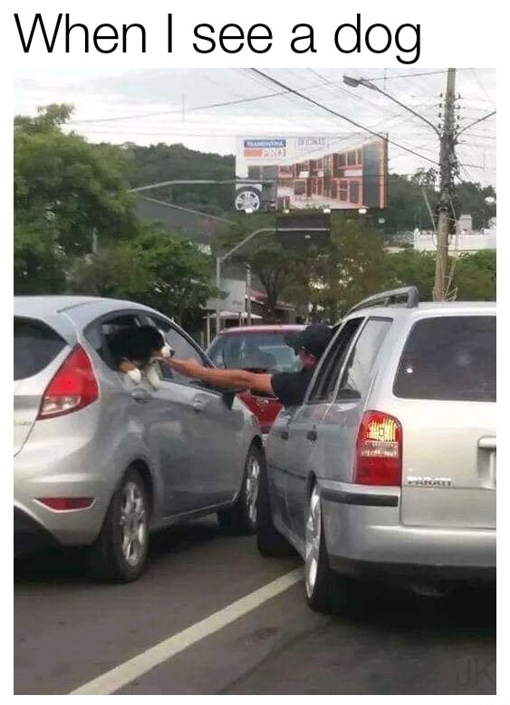 memes - petting a dog in traffic - When I see a dog Pa
