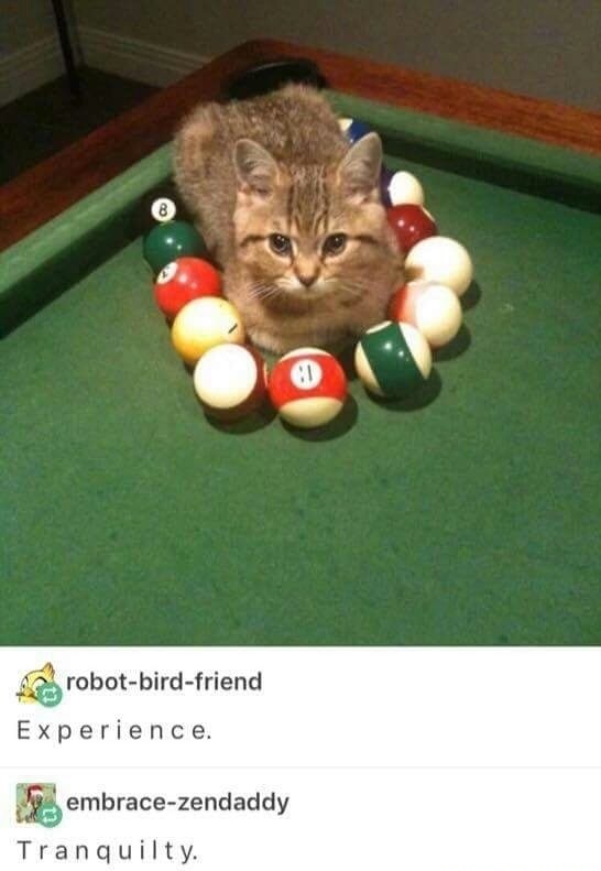 dank meme happy birthday billiards cat meme - robotbirdfriend Experience. embracezendaddy Tranquilty.