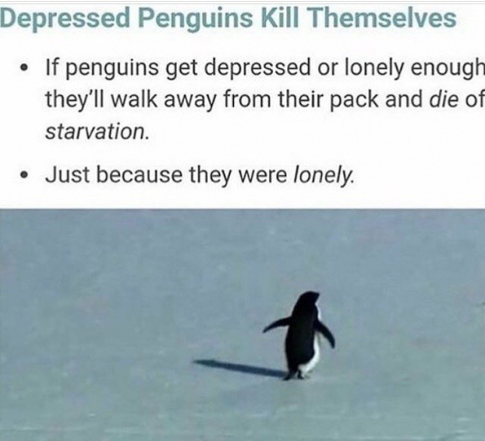 dank meme penguin - Depressed Penguins Kill Themselves If penguins get depressed or lonely enough they'll walk away from their pack and die of starvation. Just because they were lonely.