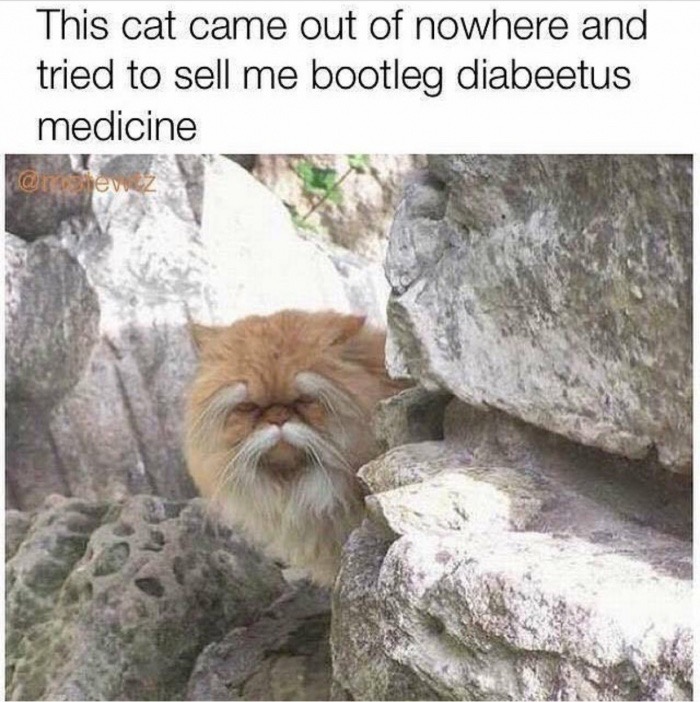 diabeetus cat - This cat came out of nowhere and tried to sell me bootleg diabeetus medicine