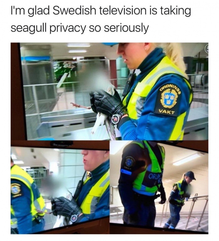 fresh meme about when seagull privacy - I'm glad Swedish television is taking seagull privacy so seriously Sonia Qadinino Vakt Orun