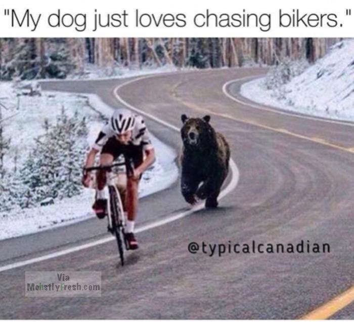 fresh meme about when motivation bear meme - "My dog just loves chasing bikers." Via Morstyrresh.com