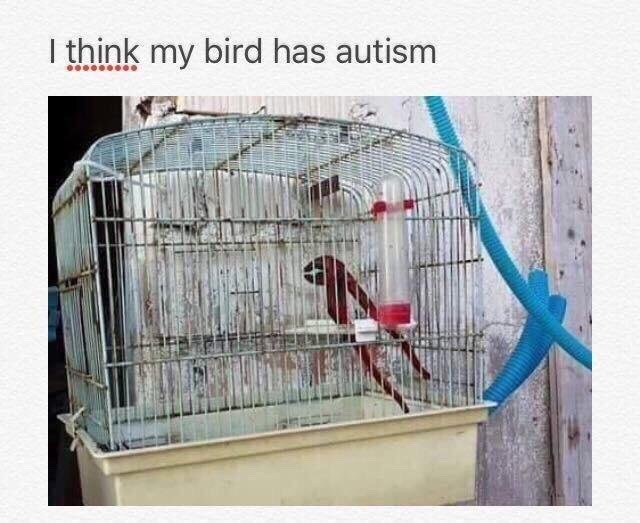 fresh meme about when think my bird has autism - I think my bird has autism