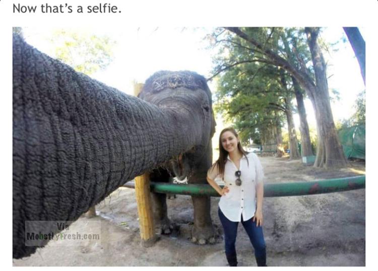 elephant trunk selfie