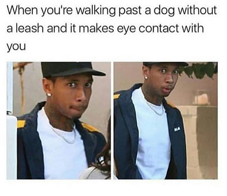 Funny meme about when you walk by a dog with no leash and he makes eye contact