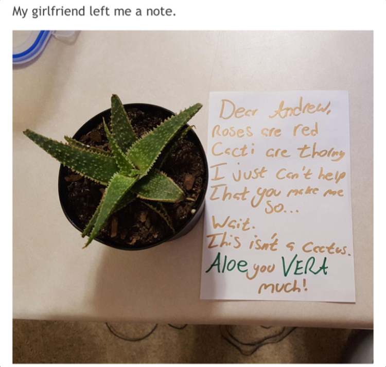 Woman leaves man cheeky poem about i love you with aloe vera plant