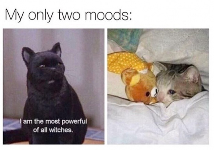the two moods of a cat