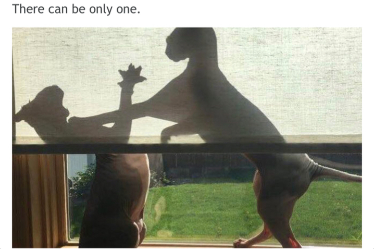 silhouette shadow of dog and cat fighting with joke that their can only be one