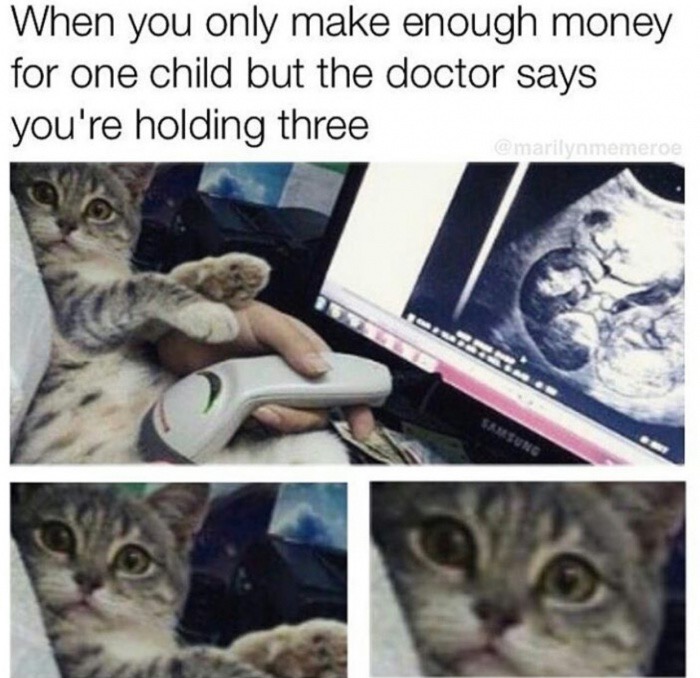 pregnant cat ultrasound - When you only make enough money for one child but the doctor says you're holding three marilinmemeroe