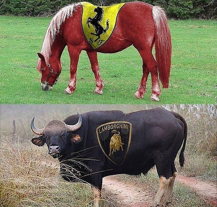 horse painted as Ferrari logo and Bull painted as Lamborghini logo