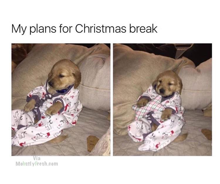 savage meme about plans for christmas break with pic of dog chilling out in pyjamas