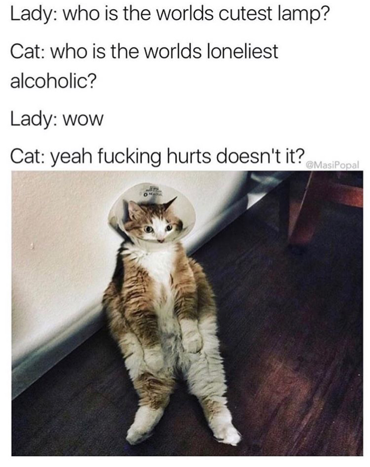 cat lamp shade meme - Lady who is the worlds cutest lamp? Cat who is the worlds loneliest alcoholic? Lady wow Cat yeah fucking hurts doesn't it? MasPool