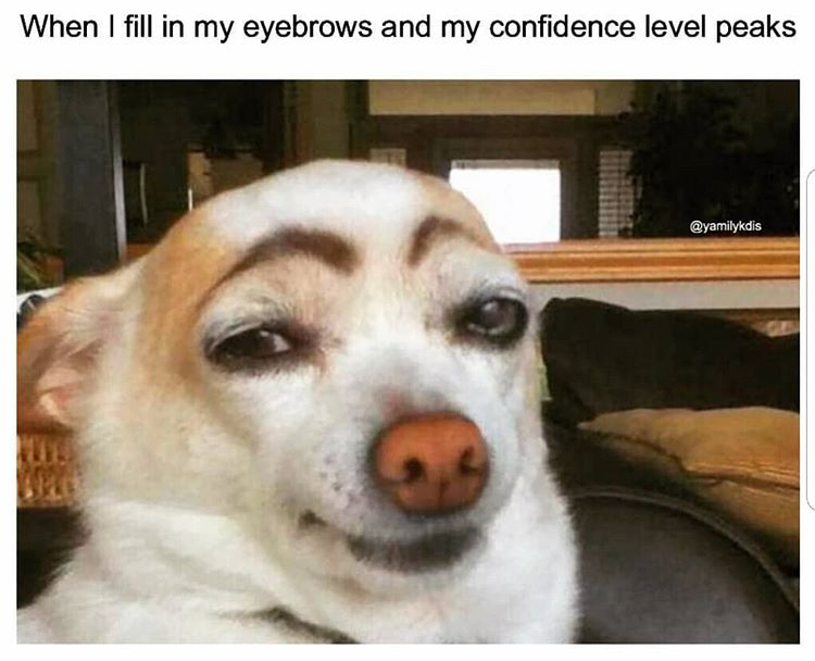 funniest dogs of all time - When I fill in my eyebrows and my confidence level peaks Qyamilykdis