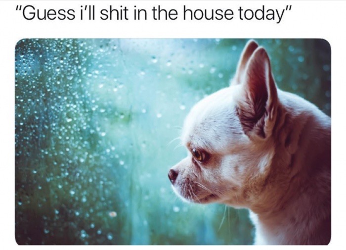 guess ill shit in the house today - "Guess i'll shit in the house today"