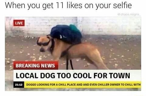 memes - local dog too cool for town - When you get 11 on your selfie chaos relons Live Breaking News Local Dog Too Cool For Town Doggo Looking For A Chill Place And And Even Chiller Owner To Chill With