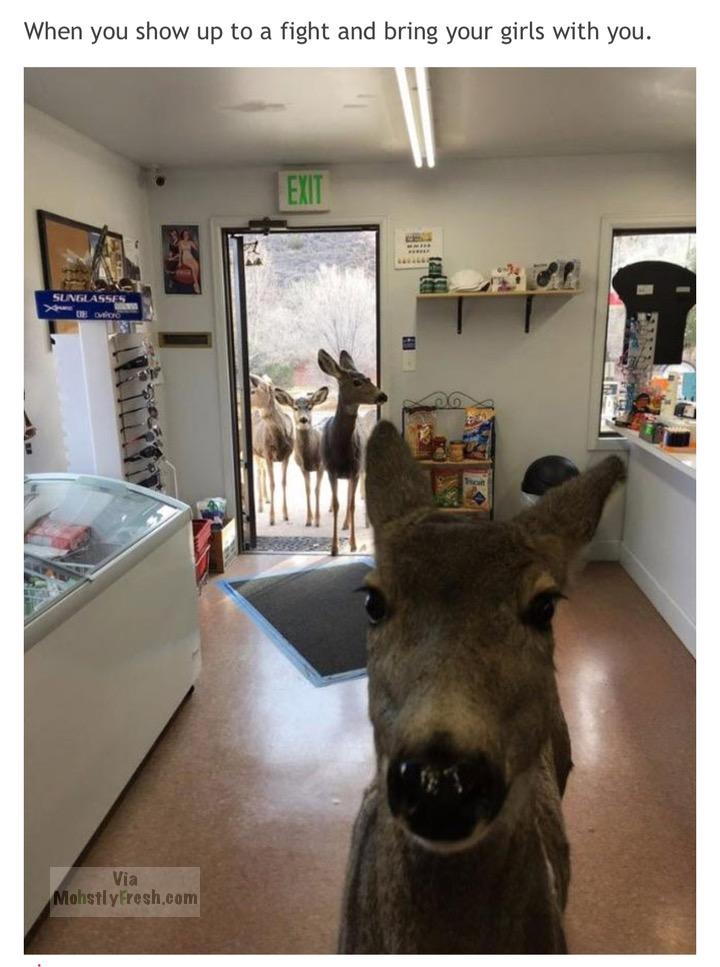 memes - deer in store colorado - When you show up to a fight and bring your girls with you. Sunglasses Mohstly Fresh.com