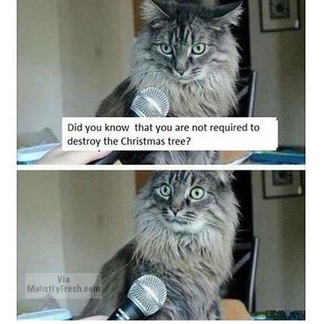 memes - cat christmas tree meme - Did you know that you are not required to destroy the Christmas tree? Via Mohstly Fresh.com