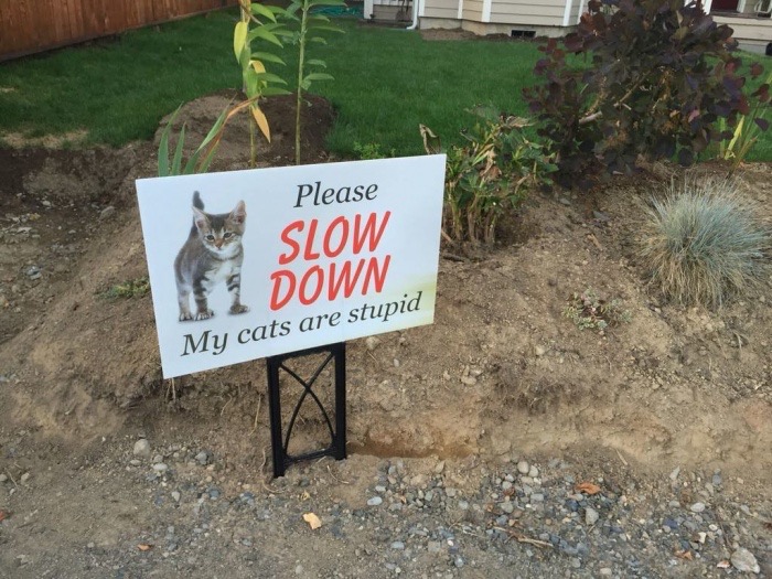memes - please slow down i am stupid - Please Slow Down My cats are stupid