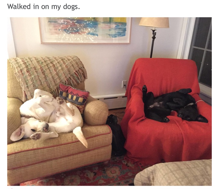 meme stream - bedroom - Walked in on my dogs.