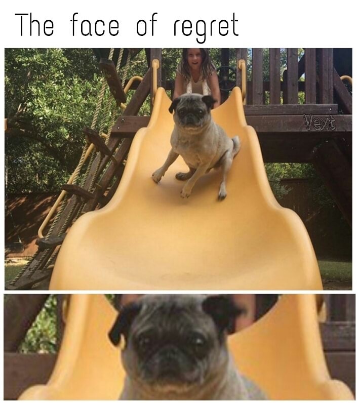 meme stream - dog on slide - The face of regret