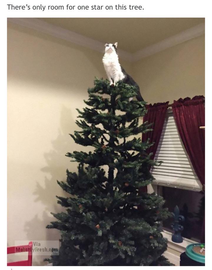 meme stream - cats on christmas trees - There's only room for one star on this tree. Via Mohstly Fresh.com