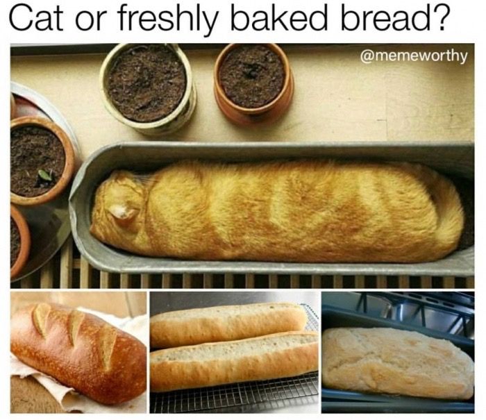 meme stream - cat bread meme - Cat or freshly baked bread?