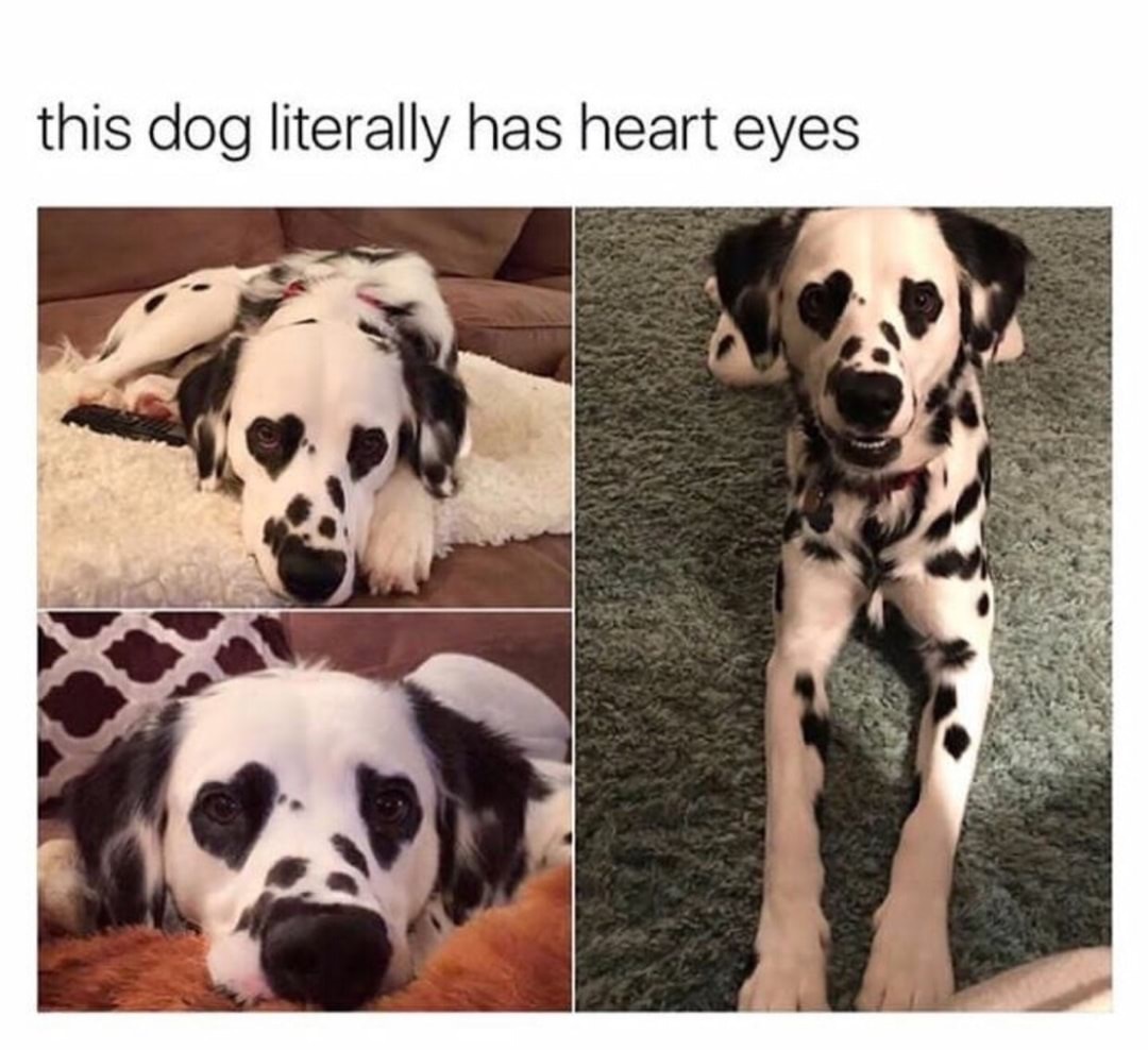 dog literally has heart eyes - this dog literally has heart eyes