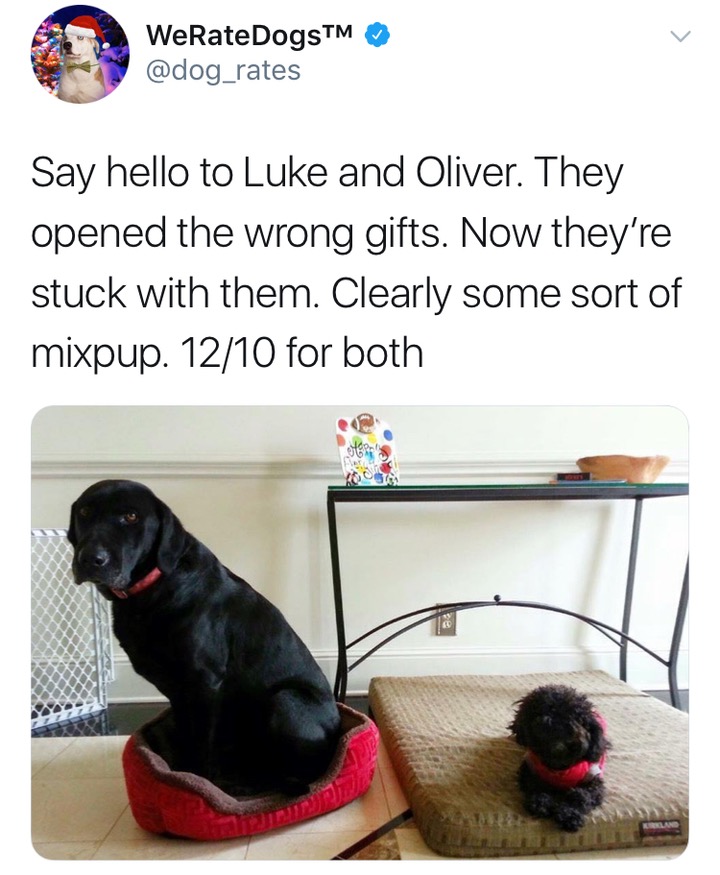 human - WeRateDogsTM Say hello to Luke and Oliver. They opened the wrong gifts. Now they're stuck with them. Clearly some sort of mixpup. 1210 for both