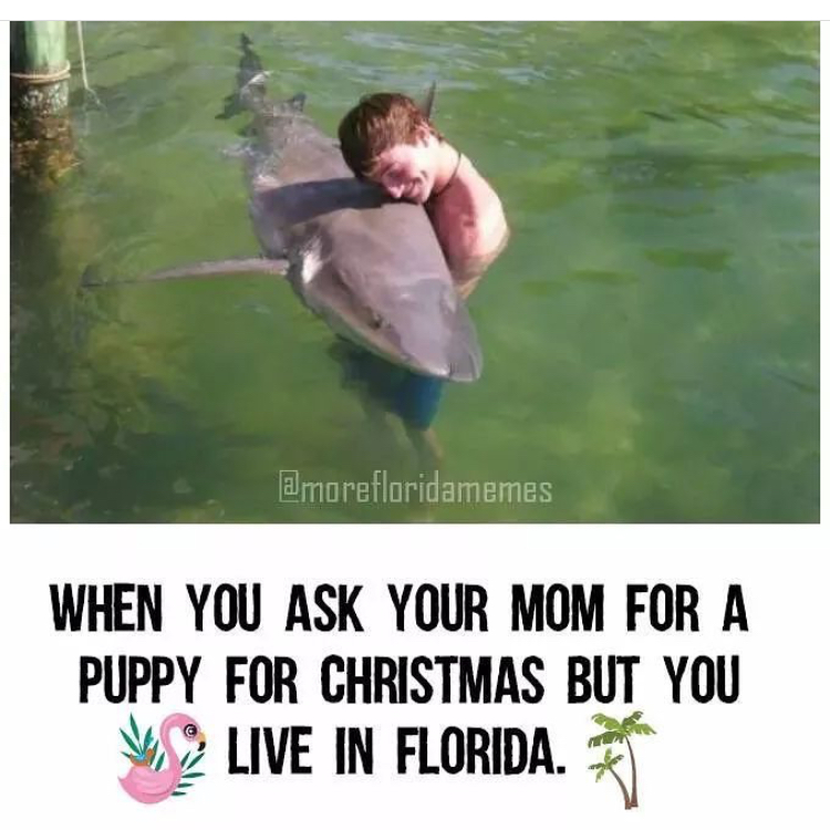 dangerous animals in iceland - When You Ask Your Mom For A Puppy For Christmas But You V O Live In Florida.