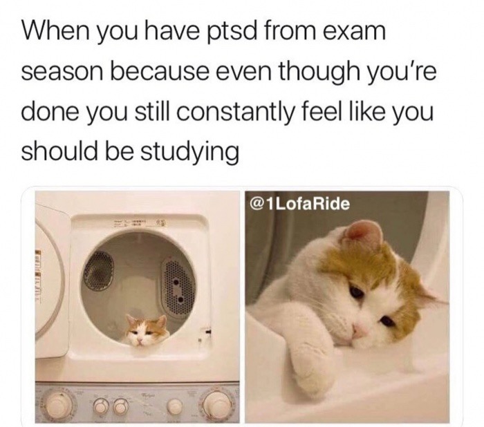 relatable cats - When you have ptsd from exam season because even though you're done you still constantly feel you should be studying Ride