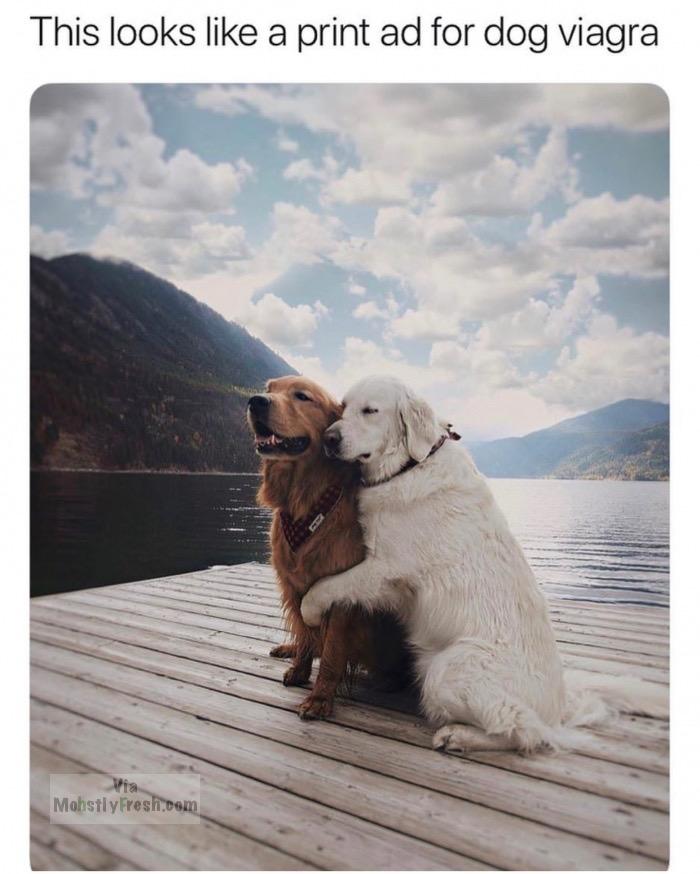 dank memes about could be us memes dog - This looks a print ad for dog viagra MohstlyFresh.com