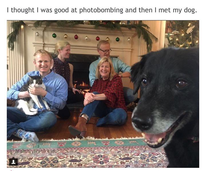 dank meme dog - I thought I was good at photobombing and then I met my dog. Mastiyosh esh
