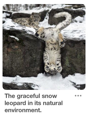 dank meme majestic snow leopard - The graceful snow leopard in its natural environment.