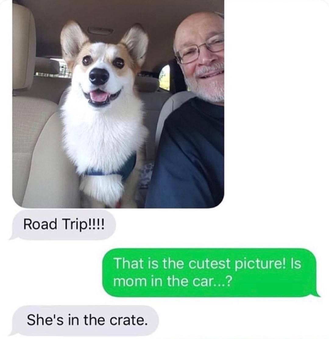 photo caption - Road Trip!!!! That is the cutest picture! Is mom in the car...? She's in the crate.