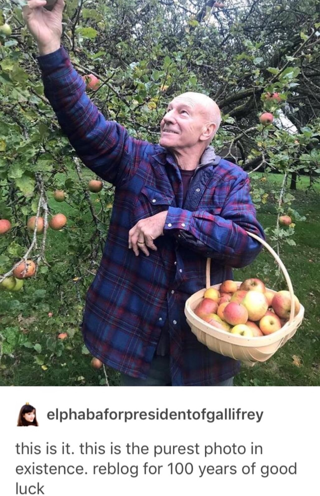 patrick stewart apple - elphabaforpresidentofgallifrey this is it. this is the purest photo in existence. reblog for 100 years of good luck